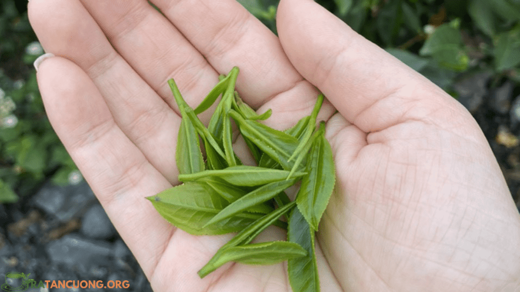 Trà Nõn Tôm Là Gì? Tại Sao Gọi Là Trà Nõn Tôm? 1 Hình ảnh búp chè nõn tôm