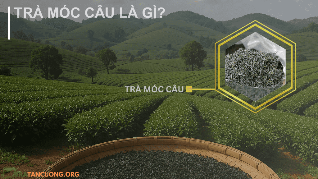 Trà Móc Câu là gì?