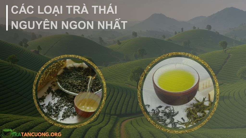 Tìm hiểu các loại trà thái nguyên ngon nhất 2025