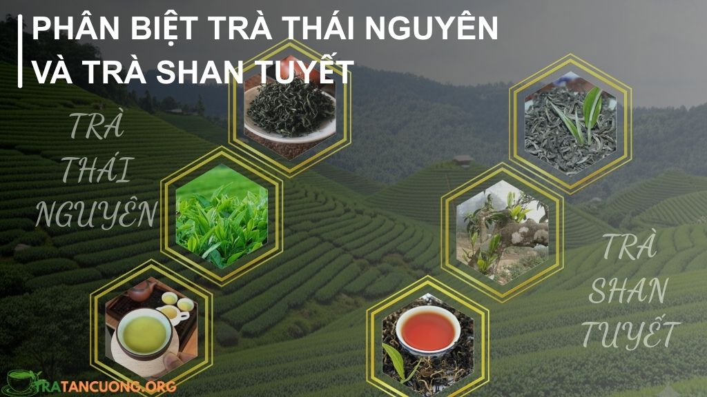 So Sánh Trà Thái Nguyên và Trà Shan Tuyết