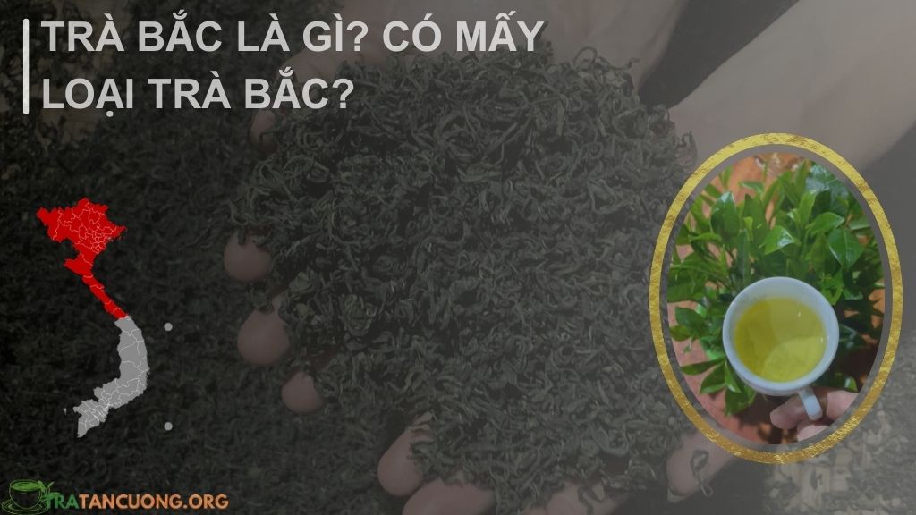 Trà Bắc là gì?