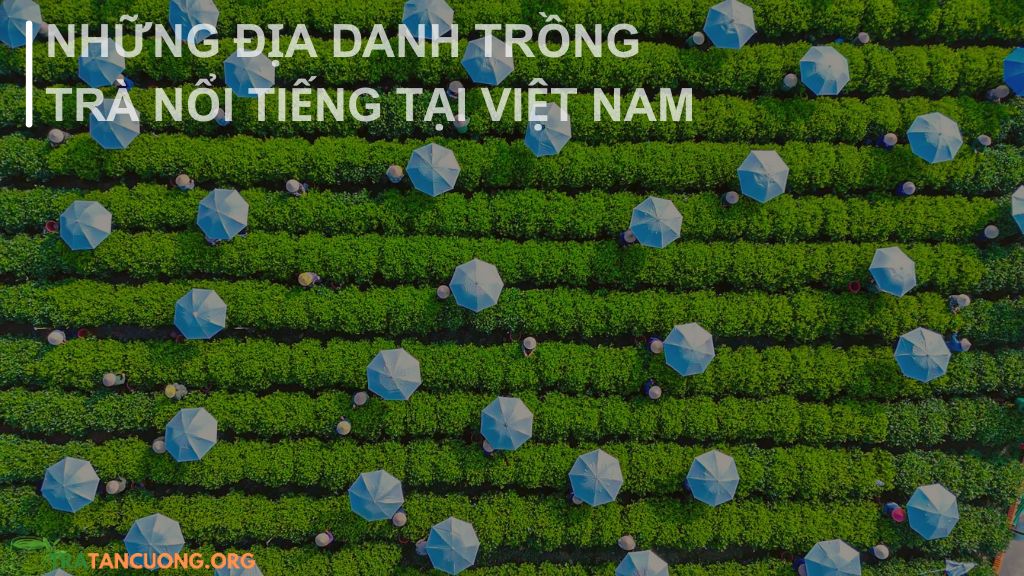 Tất cả các địa danh trồng trà nổi tiếng tại Việt Nam